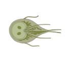 Giardia Intestinalis