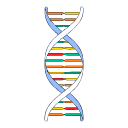 Double Helix Dna