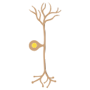 Pseudo Unipolar Neuron