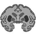 526 Macaque Coronal Section