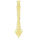 Vertebral Column Front View
