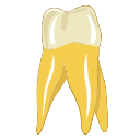 Maxillary Second Molar