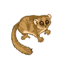 Microcebus Murinus