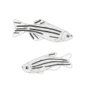 153 Zebrafish Buddies By Gc