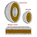 717 Phospholipids Aqueous Solution Structures