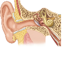 Ear Canal Section