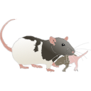 191 Adult Hooded Rat Pup