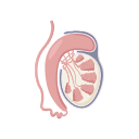 Icons Testis