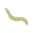 Icon Liver Fluke Redia With Cercaria