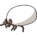 Free Scientific Illustration Of Hyalomma Tick
