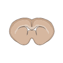 Mouse Brain Coronal Svg