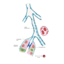 Free Illustration Intercalated Duct