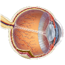 Eyeball Section