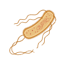 Escherichia Coli