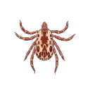 Free Scientific Illustration Of Adult Male American Dog Tick