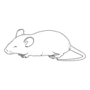 121 Mouse Sleeping