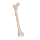 Human Femur Bone