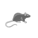 Black Rat Grey Rodent Sv