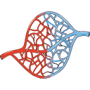 Capillary Bed Microcirculation 1