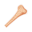 Svg Bone Marrow