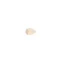 55 Rodent Brain From Top