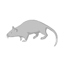 Gambian Pouched Rat Exotic Svg