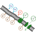 161 Membrane