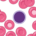 Lymphocyte Slide View