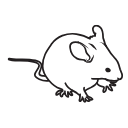 111 Mouse Grooming V2