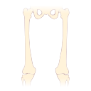 Free Illustration Human Upper Leg Bones