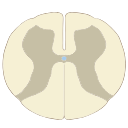 Lumbar L3 Cross Section