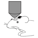 587 Mouse Imaging