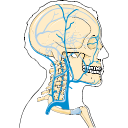 Head Neck Veins Anatomy