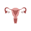 Icons Uterus Ovaries