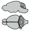288 Mouse Brain Aboveand Side