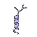 Free Scientific Illustration Download Of Schematic Glycoprotein