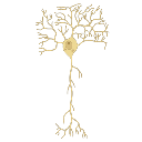 Multipolar Neuron