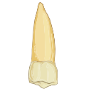 Mandibular Second Premolar
