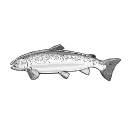 Atlantic Salmon Black White Svg