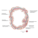 Free Illustration Prostate Glandular Acinus