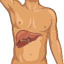 Liver Biopsy