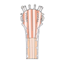 449 Medula