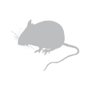 Wood Mouse Silhouette Svg