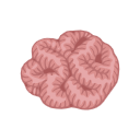 Icon Rose Coral