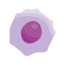 B Cell