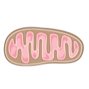 Mitochondrion