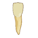 Maxillary Incisor