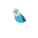 167 Budgie Blue