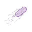 Icons Ecoli
