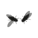 150 Flies Mating Dance By Gc 01